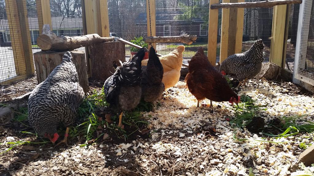 The Best Stuff to Put in Your Chicken Run Area | Carolina Coops
