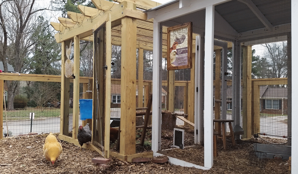 The Best Stuff to Put in Your Chicken Run Area | Carolina Coops