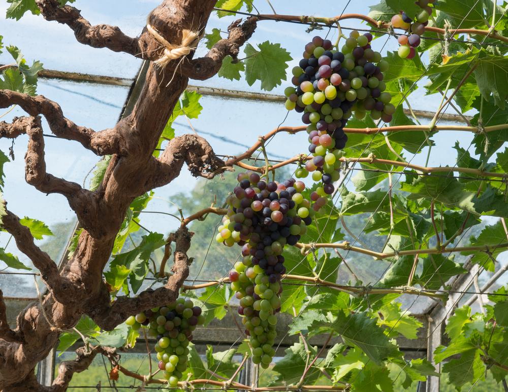 Growing a Grape Vine In a Greenhouse in Details
