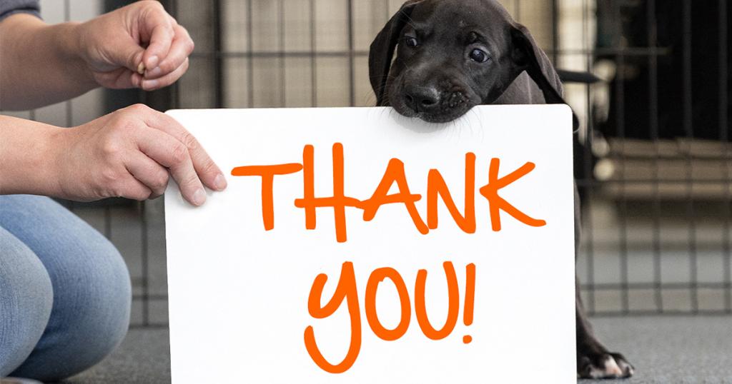 Thank You for EVERYTHING You've Done for Animals | ASPCA