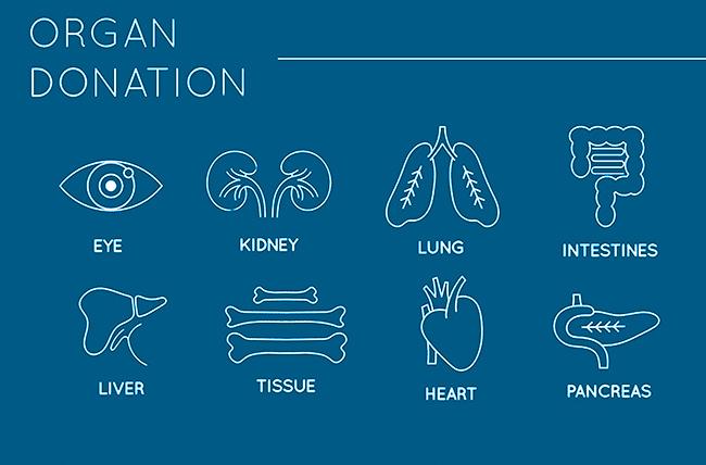 5 Quick Facts About Organ Donation - Penn Medicine