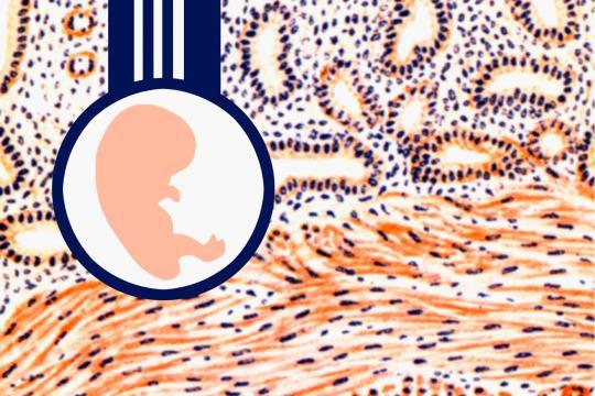 Understanding Fetal Tissue Donation — and Why It's Such a Divisive Topic