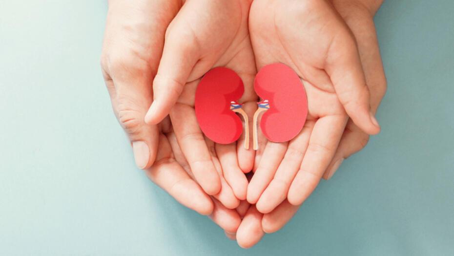 How Do Living Kidney Donations Work? | Ochsner Health