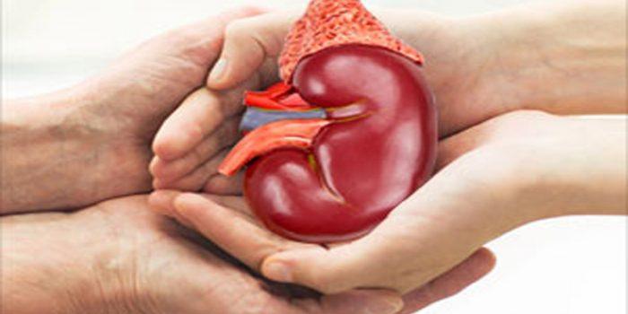 Safe To Donate Kidney For A Loved One? | Credihealth Blog