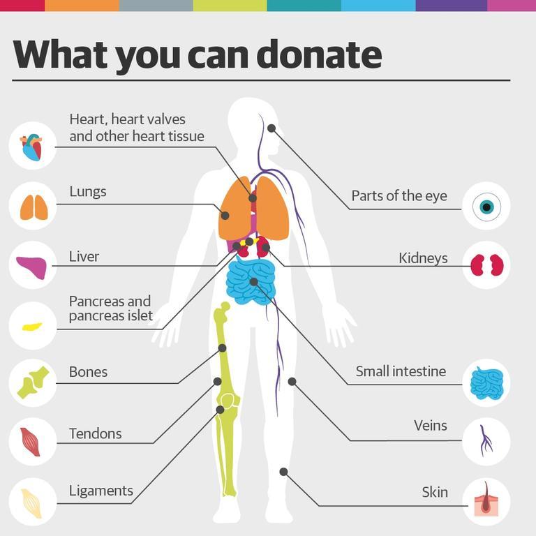 Explainer: What is organ donation? | KidsNews