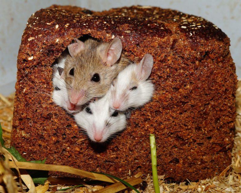 How To Keep Mice Out Of Stove? 6 Awesome Tips! - Krostrade