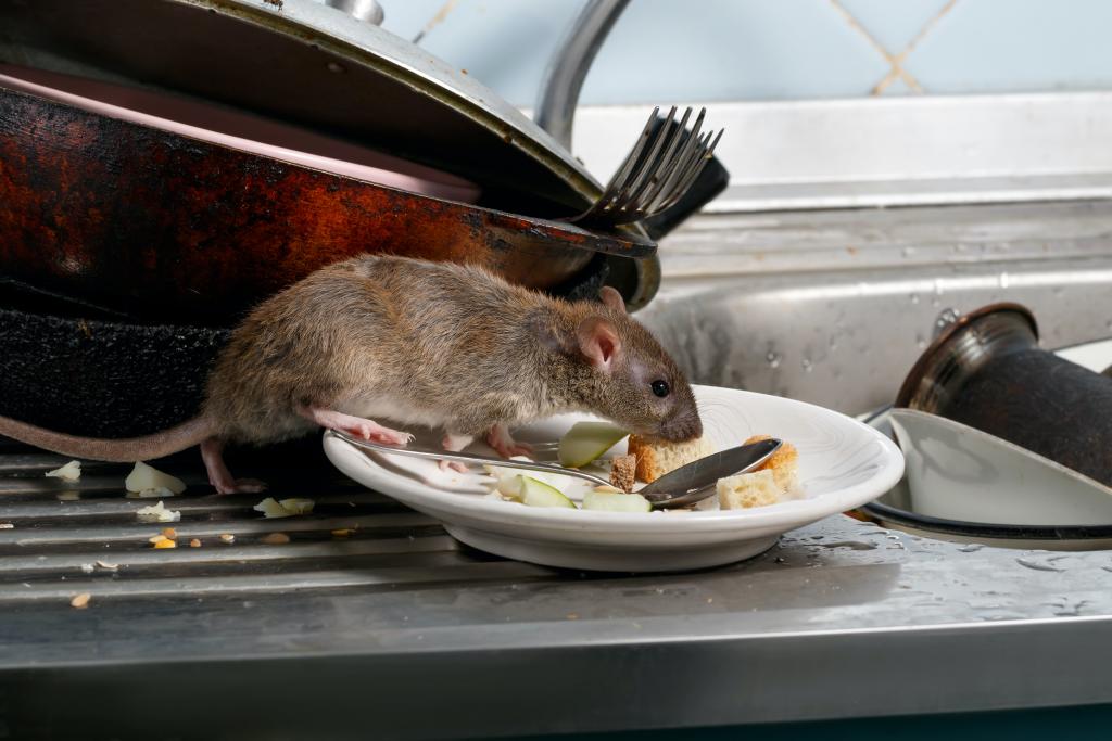 How to control invasive rats and mice at home without harming native wildlife