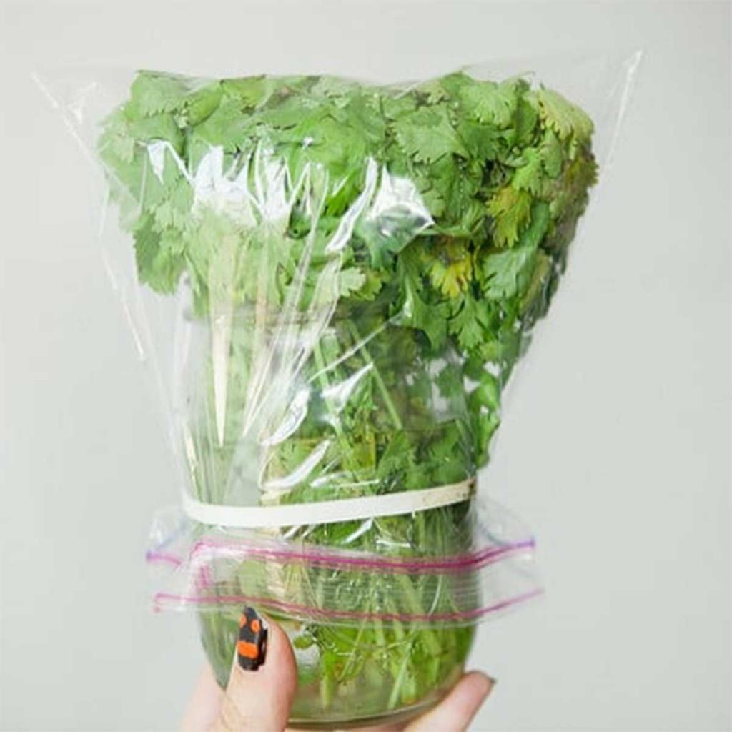 How to Store Cilantro To Make It Last For Weeks - Easy To Keep Fresh!