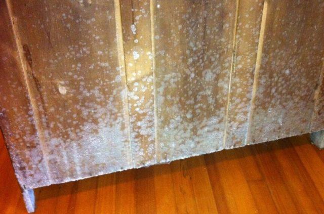 How to Get Rid of White Mold on Wood, Plants & Basement