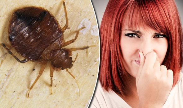 Bed bug bites: Signs include bad smell - how to get rid of infestation | Express.co.uk