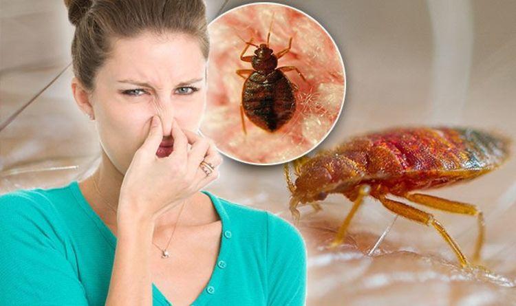 Bed bug bites: Signs and symptoms include bad smell - how to get rid of infestation | Express.co.uk