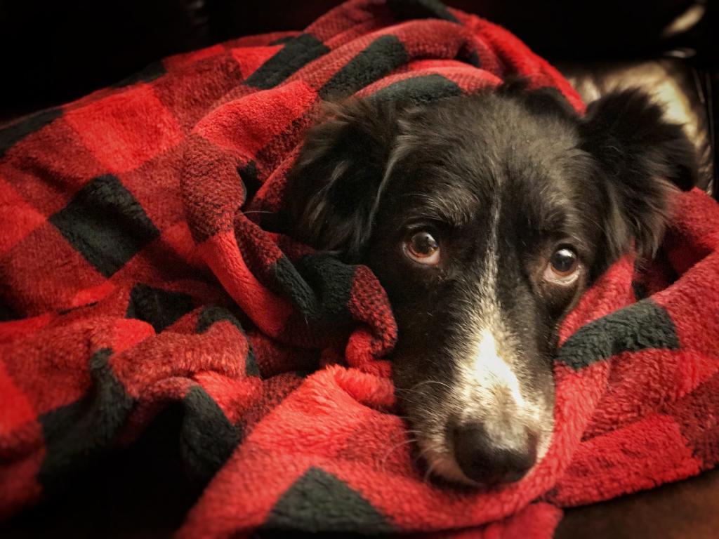 Why Every Dog Needs a Blanket
