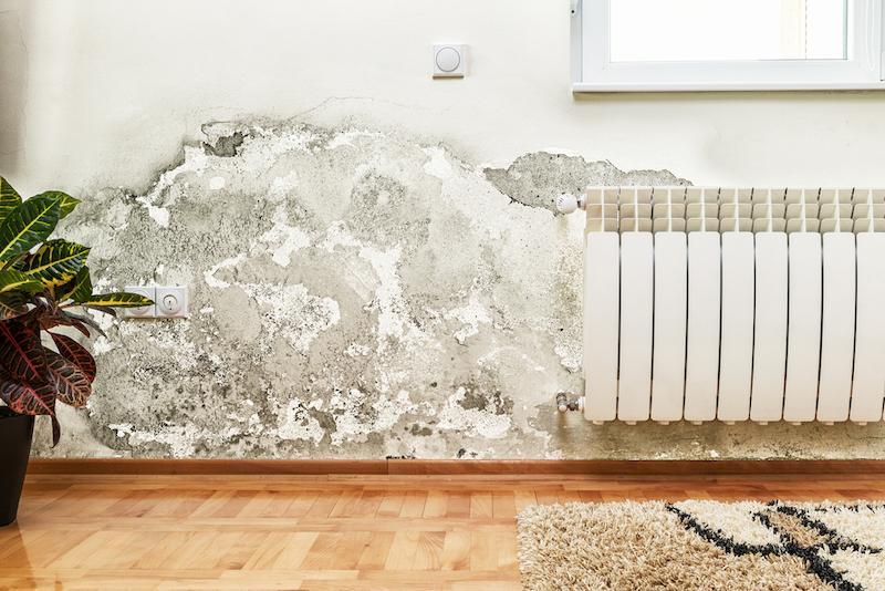 Is It Illegal to Sell a House with Mold in It? – Daily Sundial