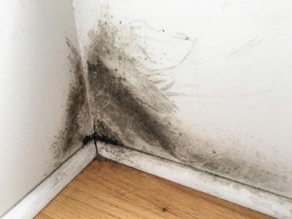Where Does Mold Hide?