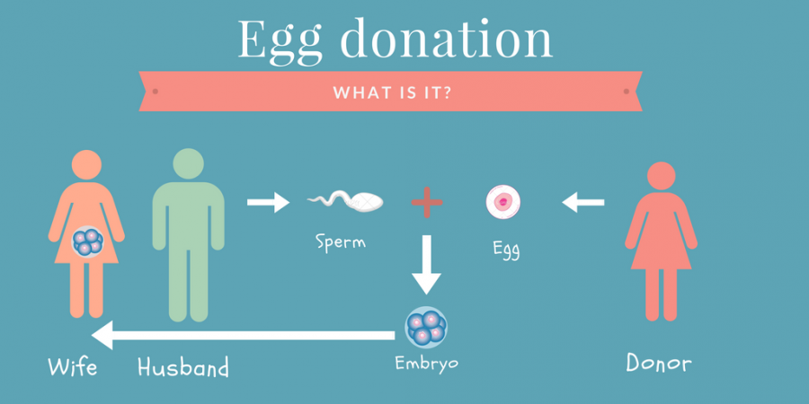 Egg Donation: Everything you need to know | Dunya IVF Fertility Clinic